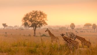 坦桑尼亚（Tanzania）电子签证：美国申请快速办理