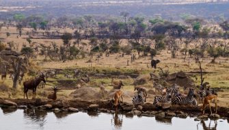 中非共和国（Central African Republic）旅游签证：全美稳定出签