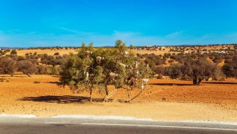 纳米比亚（Namibia）旅游签证：全美稳定出签