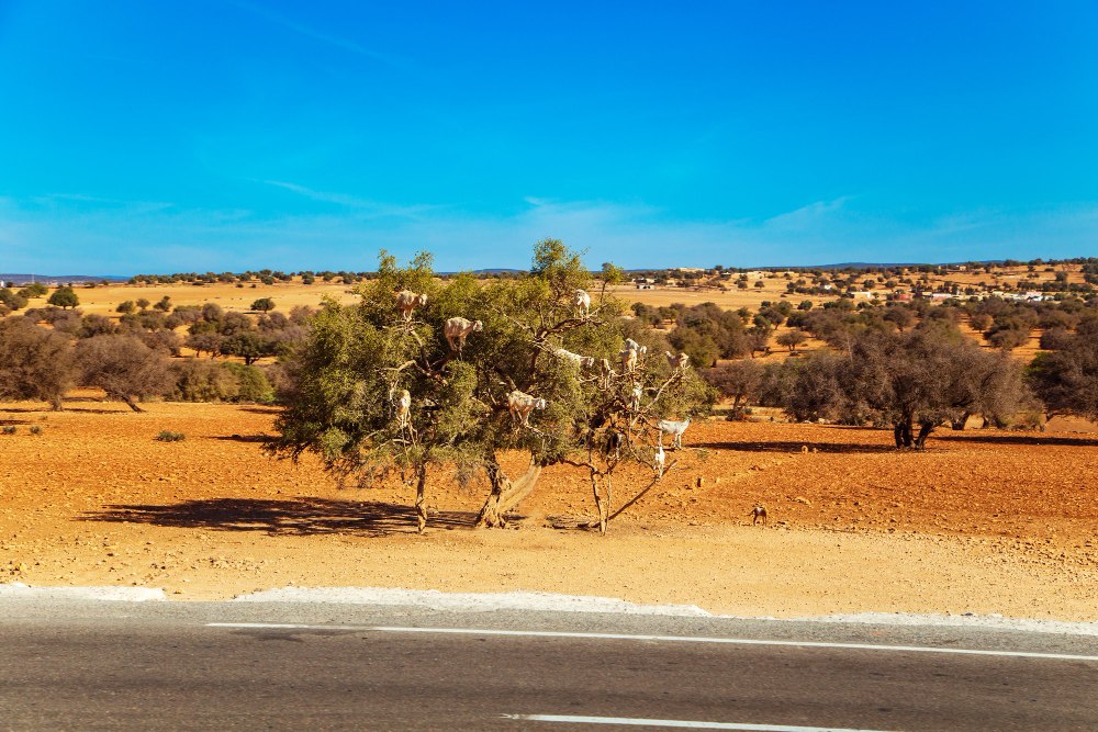 纳米比亚（Namibia）旅游签证：全美稳定出签