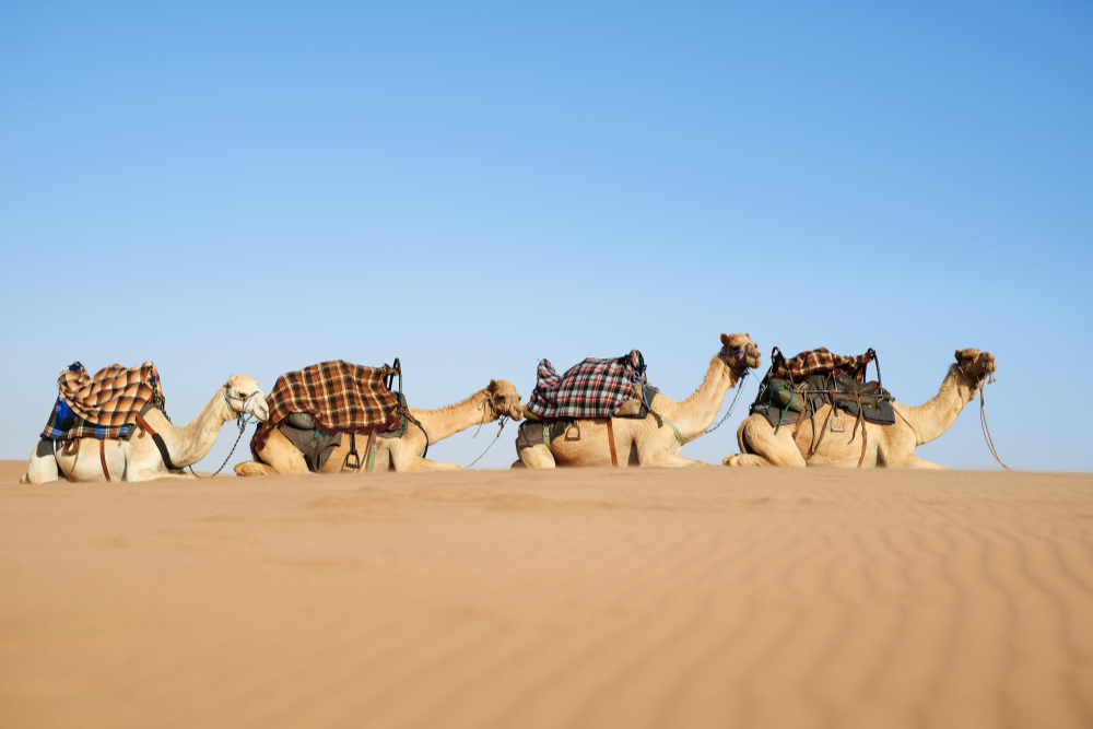 沙特阿拉伯(Saudi Arabia)电子签证,美国十余年专业办理
